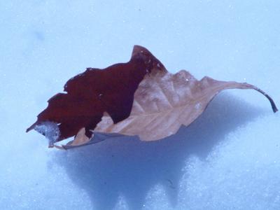 DSC00736.jpg