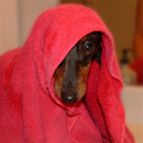Henson in a towel after getting a bath